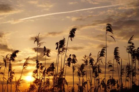 Summer evening Stock Photos