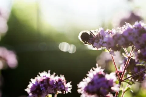 Summer evening Stock Photos