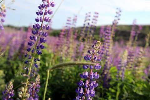 Summer evening. Stock Photos