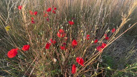 Summer Evening Poppies Stock Footage 200917488