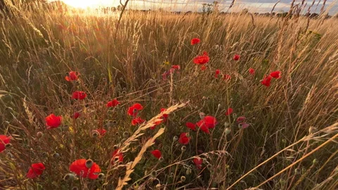 Summer Evening Poppies Stock Footage 200917917