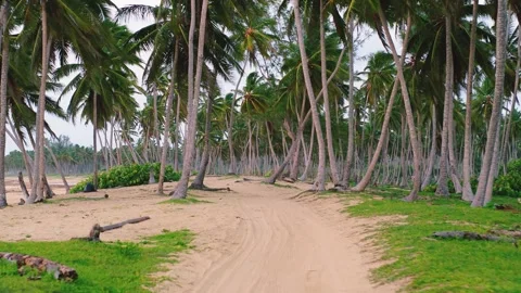 Summer evening on the pristine clean tropical island of Hawaii with a palm beach Vidéo 252243400