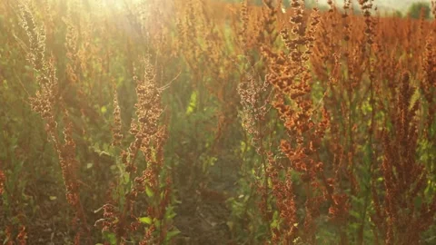 A summer evening at Standley Lake Stock Footage 247024031