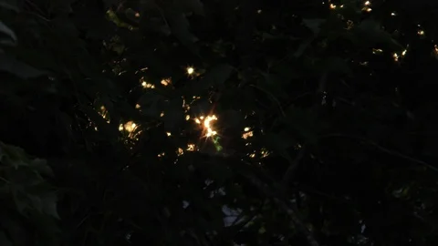 Summer evening sunlight flares through wind swept tree leaves Vidéo 88921680