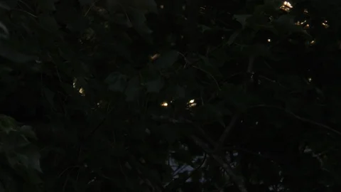 Summer evening sunlight flickering through tree leaves lightens Stock Footage 88918499