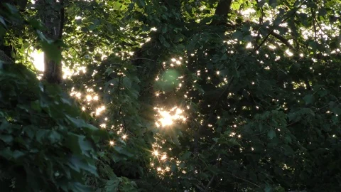 Summer evening sunlight flickering through tree leaves Stock Footage 88921493