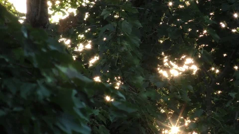 Summer evening sunlight sparkles through tree leaves slow pan Stock Footage 88960891