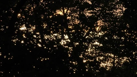 Summer evening sunlight speckles through tree leaves wide shot Stock Footage 88921461