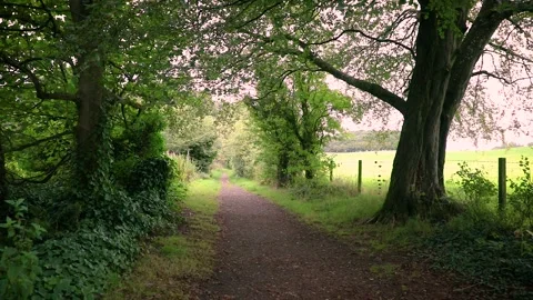 Summer evening walkway and path through a woodland area Stock Footage 209182563