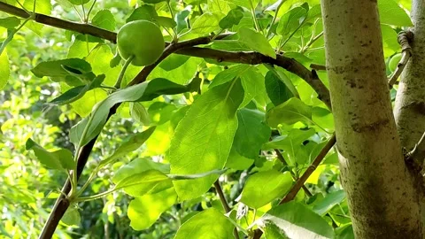 Summer evening wild apple tree with ripening fruits Stock Footage 155508721