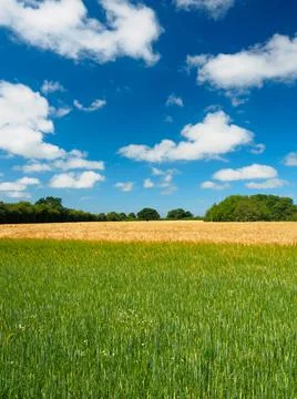 Summer farm fields of crops Фото