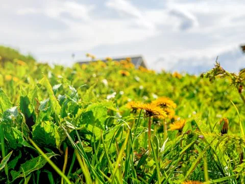Summer on farm. Stock Photos