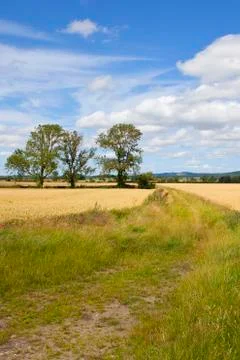 Summer farm track Stock Photos