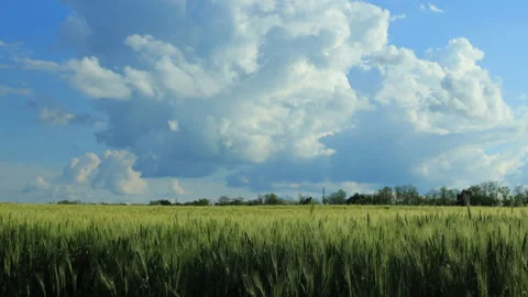 Summer farm wheat field under cumulus cloudy sky Video stock 160912945