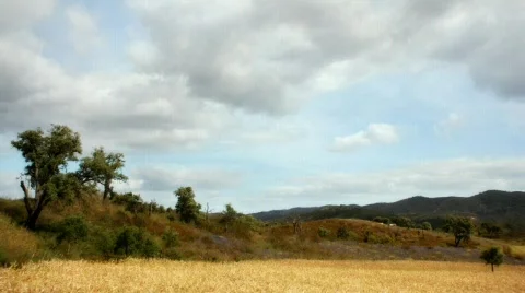 Summer Field 1 Stock Footage 490289