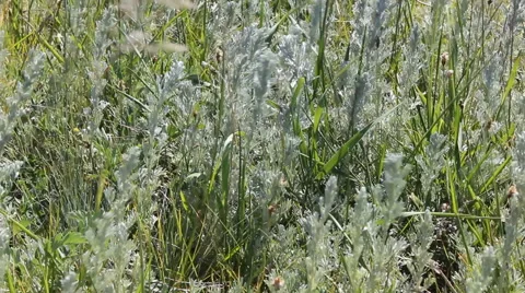 Summer field 10487 Stock Footage 47862260