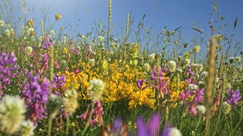 Summer field of alpine flowers. Camera moving through color alpine meadow. UHD Stock Footage 114264083