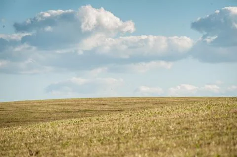 Summer field and clouds Stock Photos