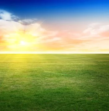 Summer field background Stock Photos