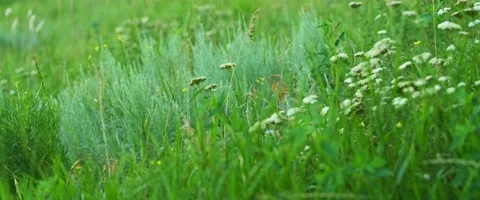 Summer Field with Blooming Wild Plants on a Clear Sunny Day. Stock Footage 156965166