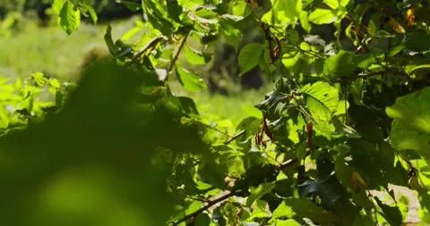 Summer Field with Blooming Wild Plants on a Clear Sunny Day. Stock Footage 157115341