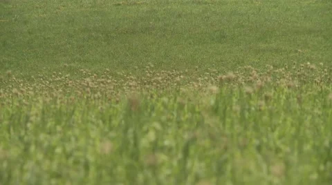 Summer field in the Catskill Mountains Stock Footage 67755268