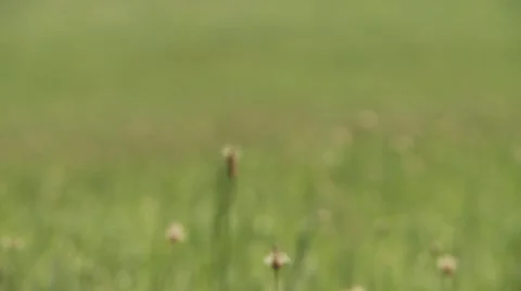 Summer field in Catskill Mountains Stock Footage 67755269
