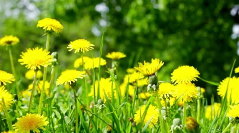 Summer field with dandelions close up Stock Footage 56347548