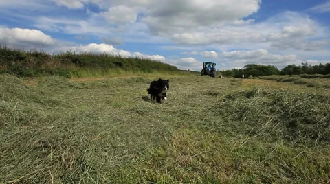 Summer Field with farmer working Stock Footage 7903680