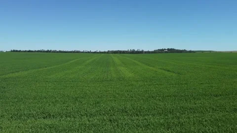 SUMMER FIELD FLY OVER Stockbeeldmateriaal 307628164