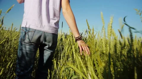 In summer field Stock Footage 11428275