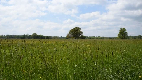 Summer field Stock Footage 107875864
