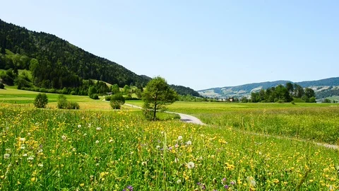 Summer in the field. Stock Footage 110783906