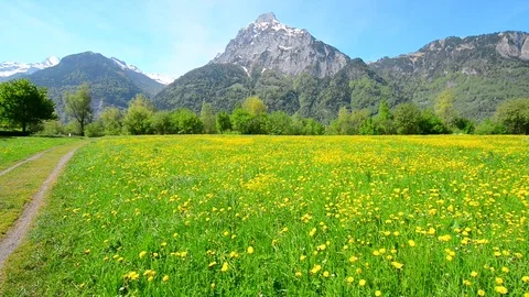 Summer in the field. Stock Footage 111005702