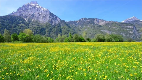 Summer in the field. Stock Footage 111006529