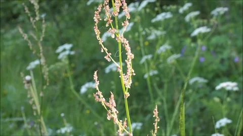 Summer field Stock Footage 132689498