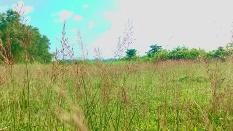 Summer field Video stock 283345883