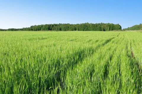 Summer field of grass Stock Photos
