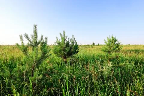 Summer field of grass Stock Photos