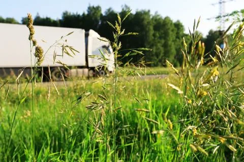 Summer field of grass Stock Photos