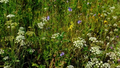 Summer field herbs sway on wind. Wild herbs sway from wind on field Stock Footage 163500829