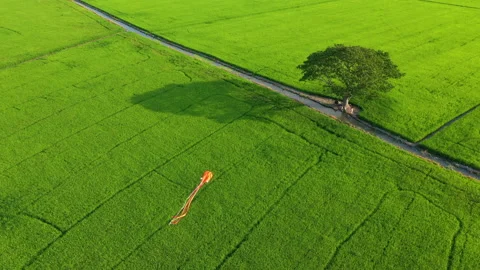 Summer field with kite fly on the sunset sky 스톡 동영상 158064699