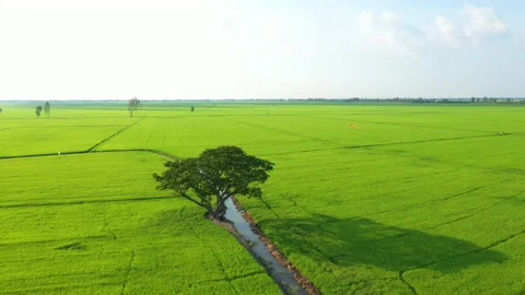 Summer field with kite fly on the sunset sky Stock Footage 158070690