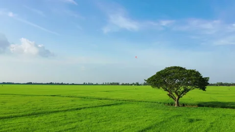 Summer field with kite fly on the sunset sky. Peaceful landscape with kites Stock Footage 158083663