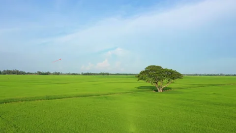 Summer field with kite fly on the sunset sky. Peaceful landscape with kites Stock Footage 158084017