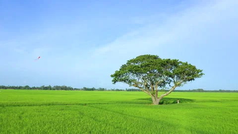 Summer field with kite fly on the sunset sky. Peaceful landscape with kites Stock Footage 158084618