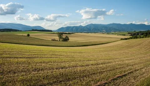 Summer field landscape Stock Photos