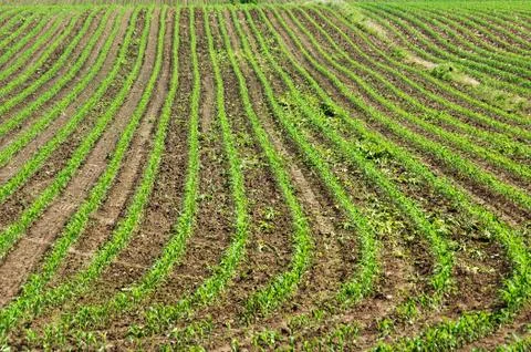 Summer field Stock Photos