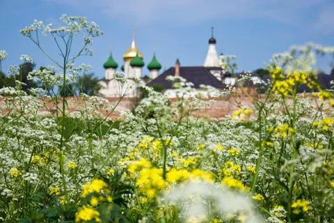 Summer field Stock Photos