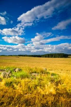 Summer field Stock Photos